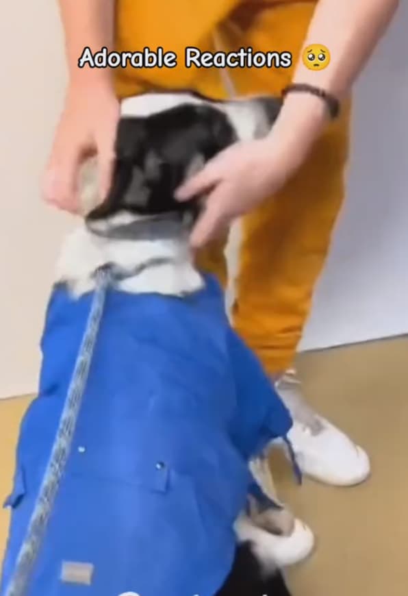 Shelter Dog's Joy Captured as Forever Family Takes Him Home