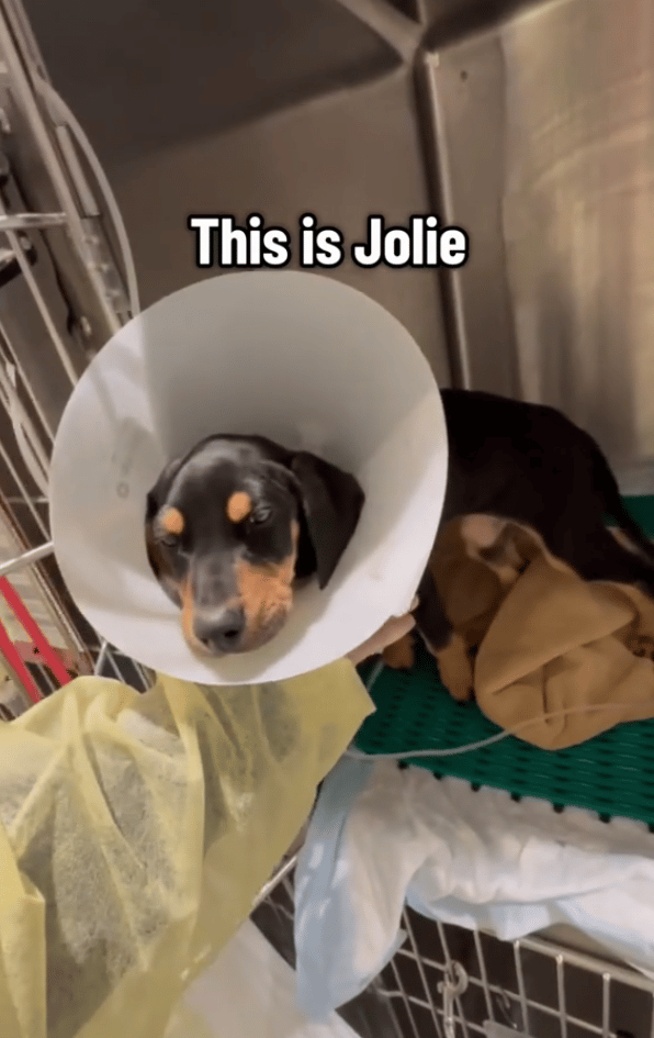 Puppy Found Blind and Spinning in Circles—What Vets Discovered Next Changed Everything