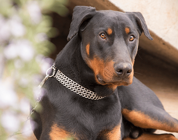 A doberman. Powerful Dog Names That Start With F