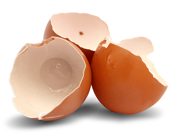 can dogs eat raw eggs