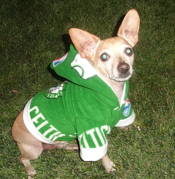 Boston Celtics Basketball Dog Names