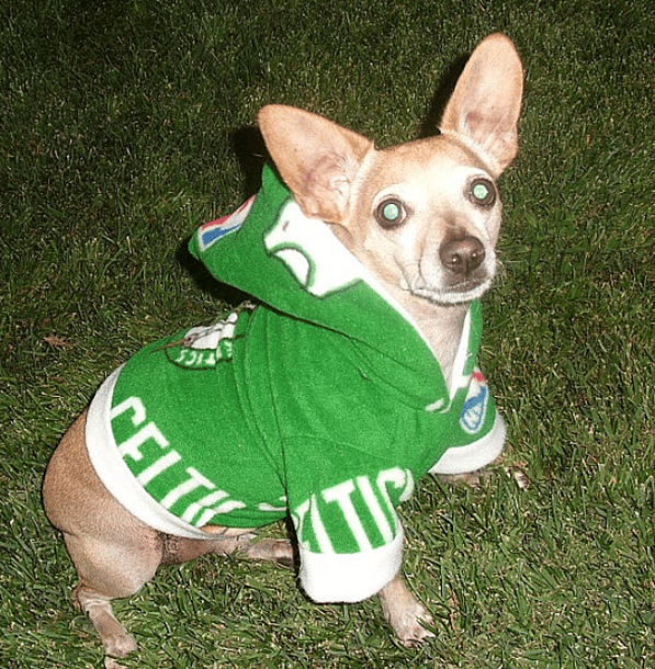 Boston Celtics Basketball Dog Names