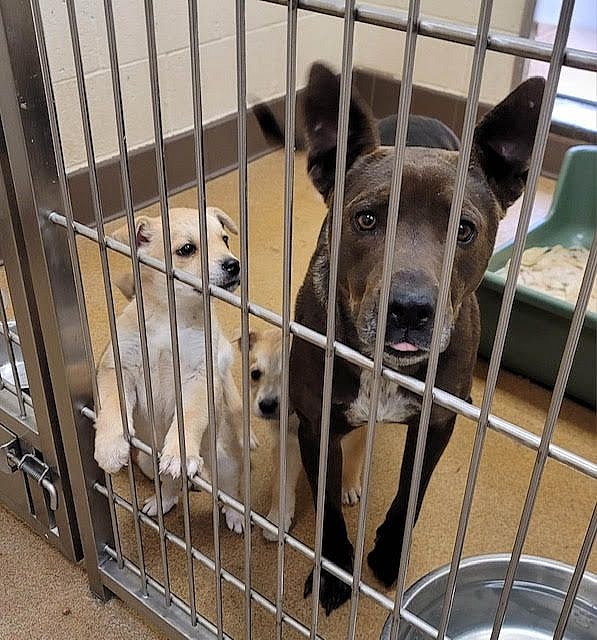 Gigi with two of her 5 puppies, before they were adopted.