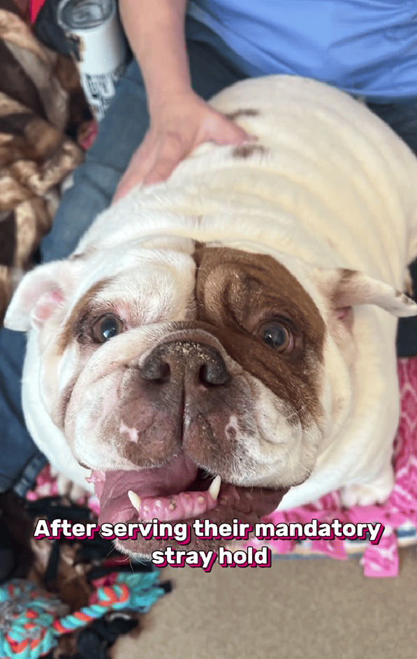 Chubby English Bulldog Sisters