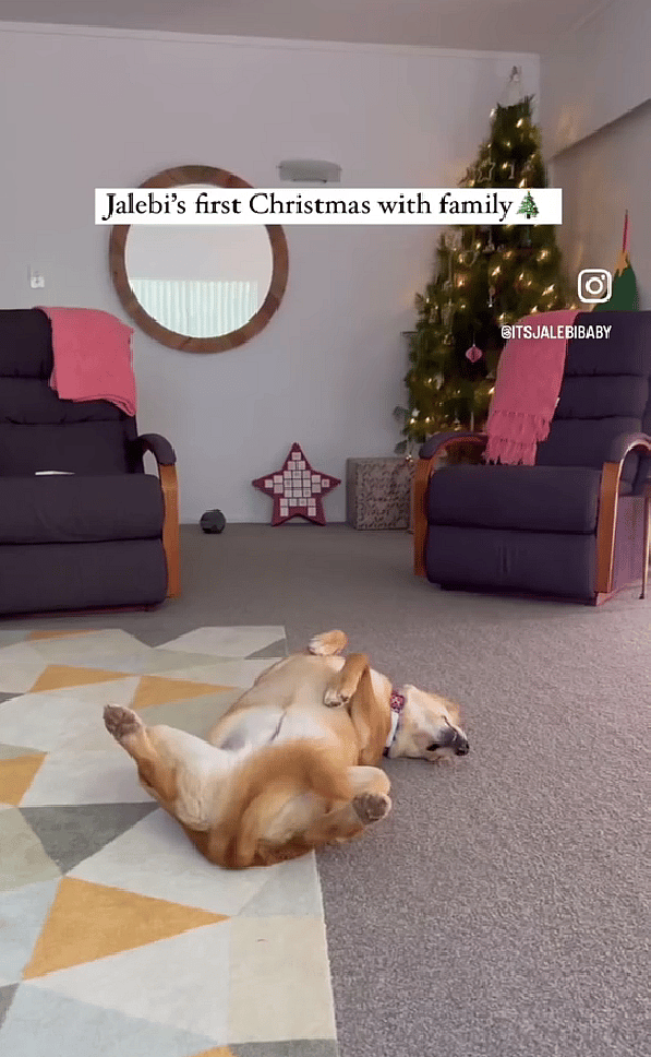 This Indian Street Dog Scrounged for Food & Shelter Just to Stay Alive—Until She Won the Hearts of Two Tourists.