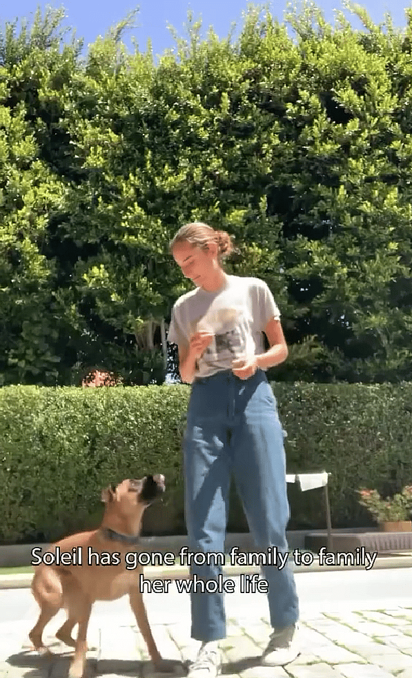 Adopted Shelter Dog Returned After Just one Month Due to Reactivity Issues. Urgent Plea to Help
