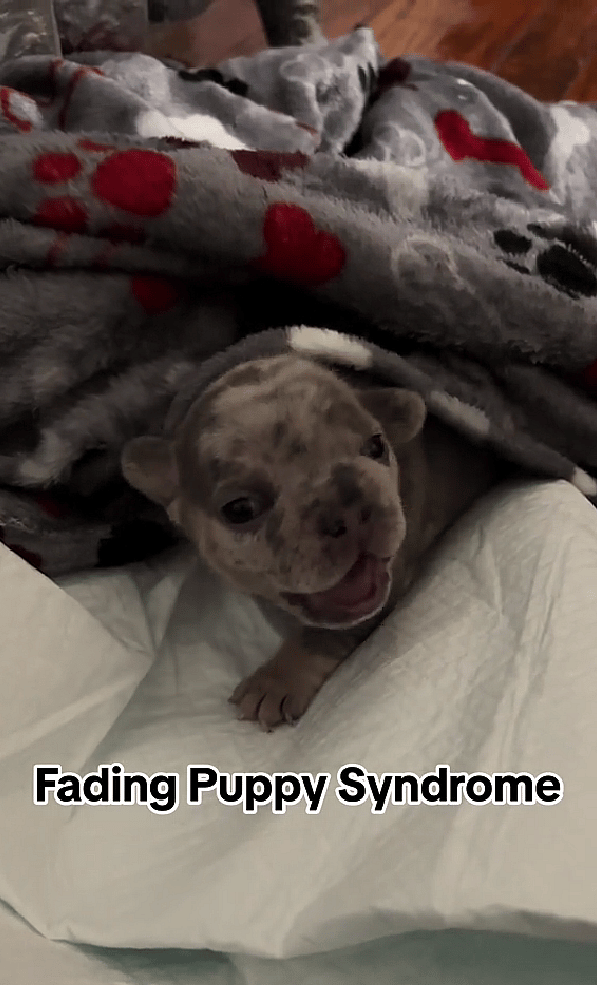 Little Newborn Puppy Couldn't Stop Crying — What is The Silent Killer Causing Her Pain?