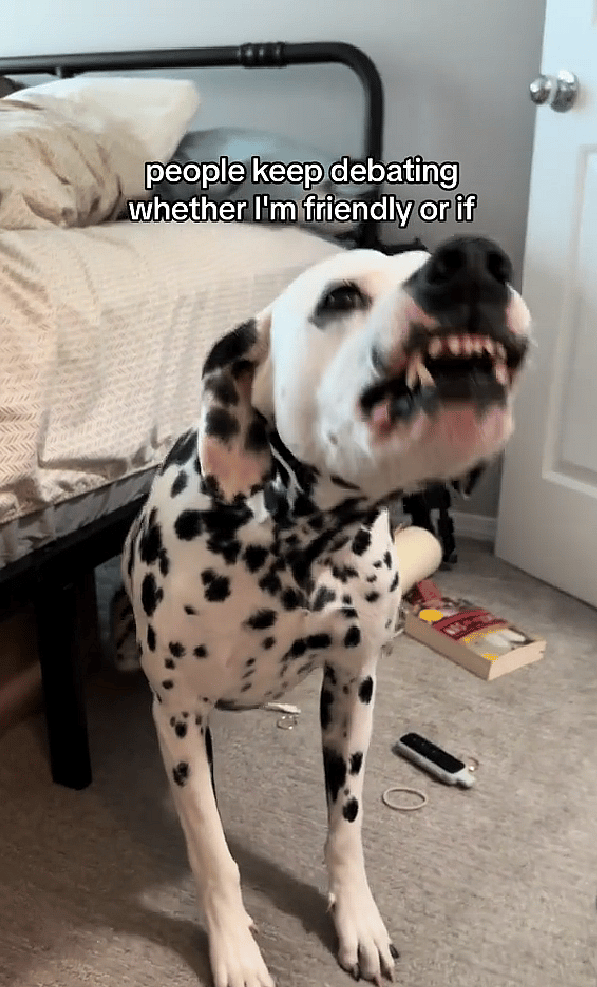 This Dalmatian’s Toothy Grin Has Millions Smiling Back – But Do Dogs Really Smile?