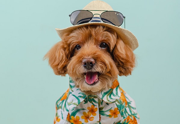 A dog in hawaiian shirt