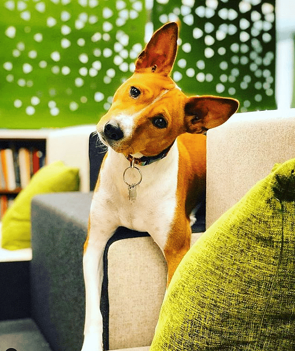 It is said the Basenji acts a little like a cat.