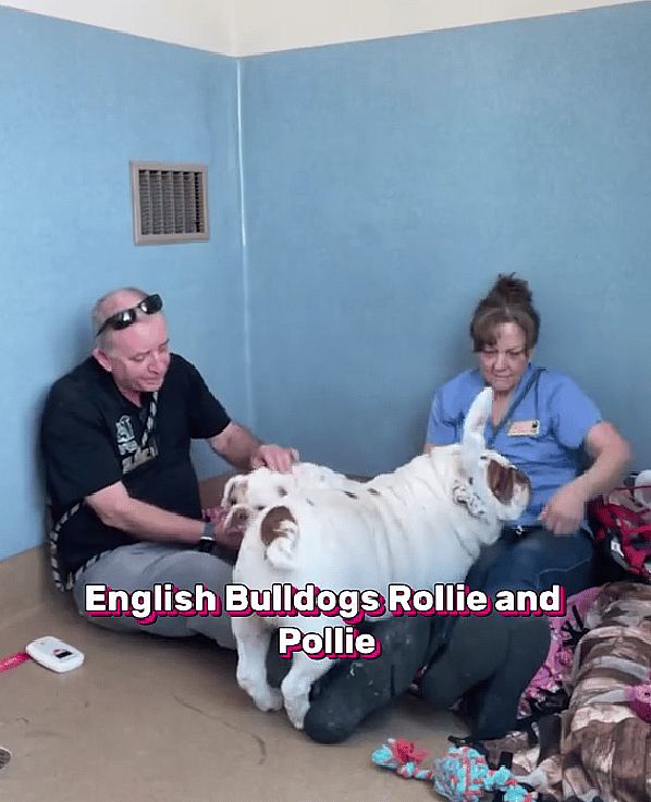 Chubby English Bulldog Sisters