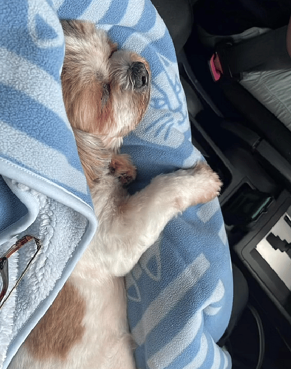 What One Vet Missed Nearly Ended This Shih Tzu's Life — Until Her Mom’s Instinct Saved the Day!