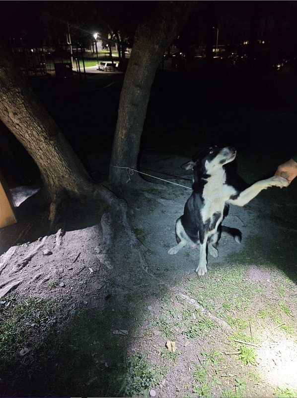 Dog Rescue and up for adoption: She's Just A Baby Herself, But This Husky Hero Kept Her 7 Pups Safe After Being Dumped in a Park