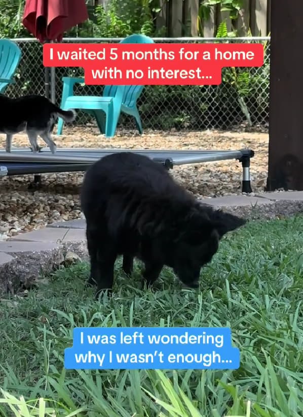 Abandoned 14-Year-Old Chihuahua