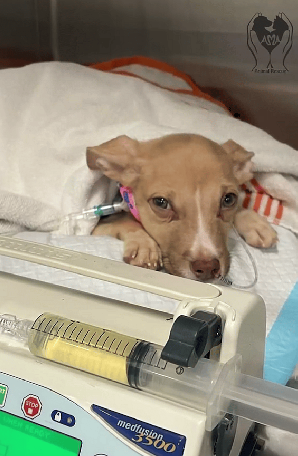 Watch How One Puppy Defied the Odds to Survive And Find a Loving Home