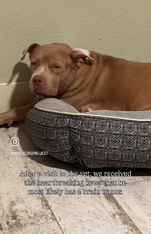 Bentley, a senior Pitbull