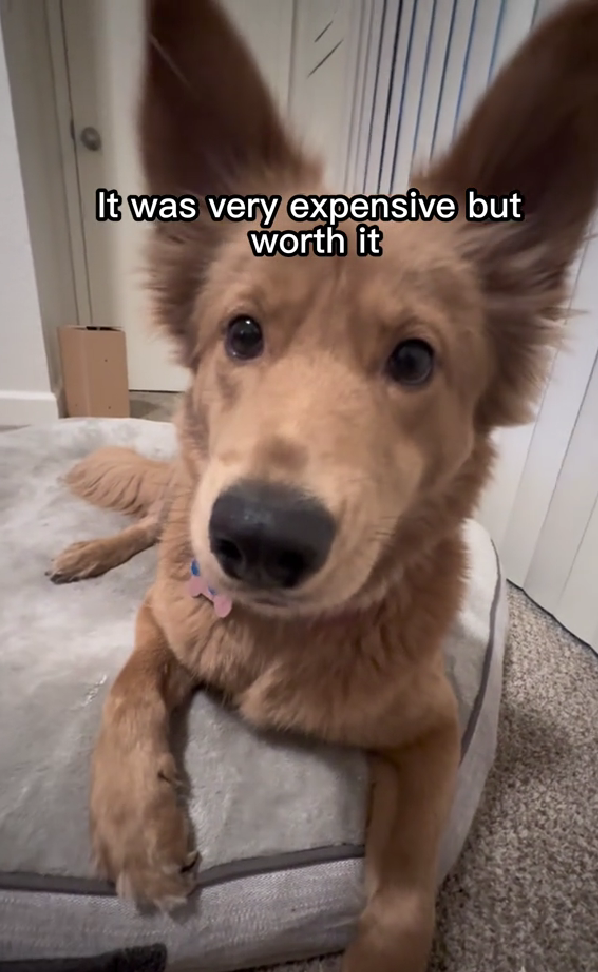 Anaplasmosis in Dogs