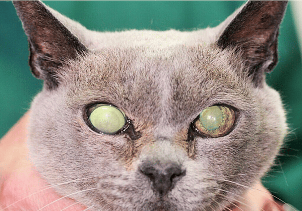 Lens Luxation in C