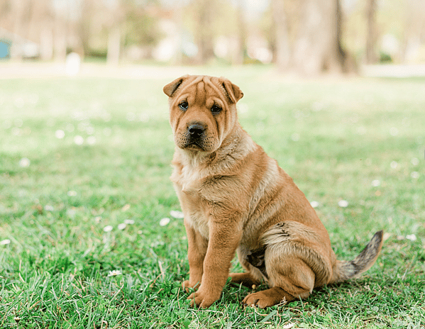 Shar Pei Dog Price