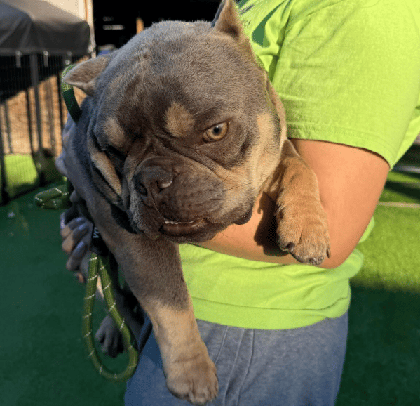 French Bulldog Used In Dog Fighting Ring Won’t Stop Walking in Circles, In Need of a Fresh Start 