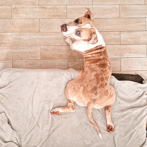 Arianna the Red Merle Pitbull