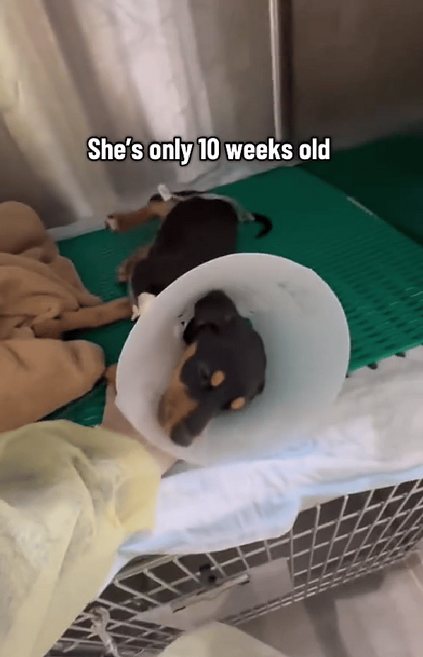 Puppy Found Blind and Spinning in Circles—What Vets Discovered Next Changed Everything