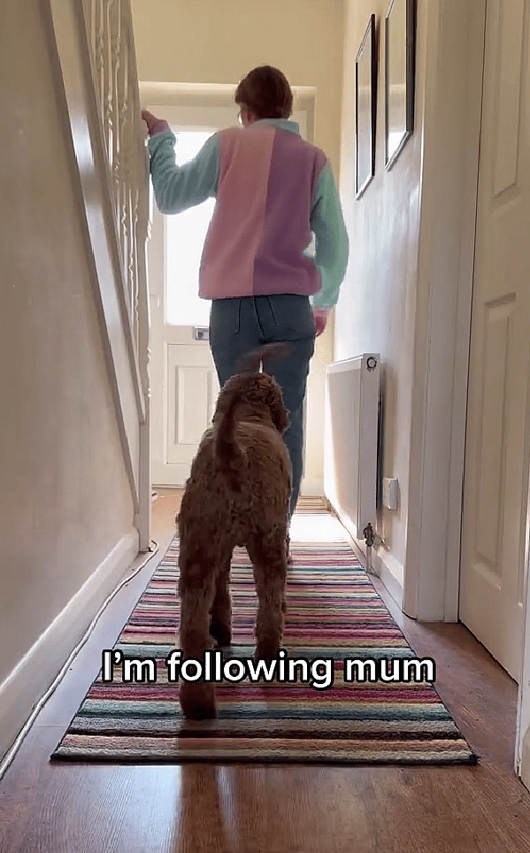 Clingy Puppy Takes Stalking to a Whole New Level: The Viral Video That's Breaking the Internet
