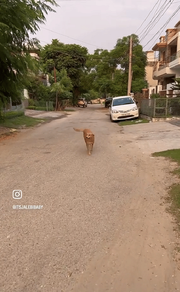 This Indian Street Dog Scrounged for Food & Shelter Just to Stay Alive—Until She Won the Hearts of Two Tourists.