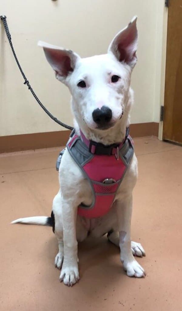 Adoption Heartbreak: The Dogs Who Didn't Make It Out This Weekend