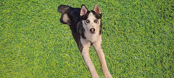 Adorable Husky Abandoned on Highway as a pup