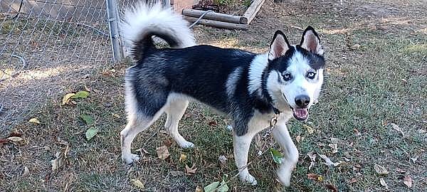 Adorable Husky Abandoned on Highway as a pup, now Togo is looking for a forever family