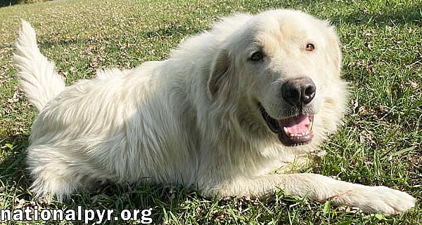 Casper in TN - The Friendly & Gentle Pyr!