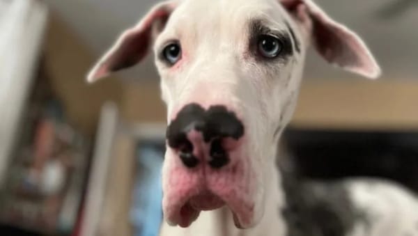 Great Dane - Gracie