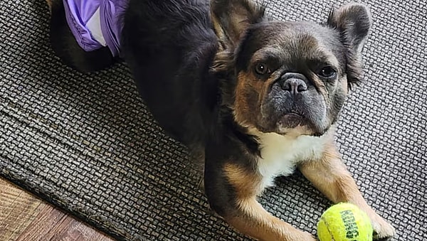 Nelly - French Bulldog