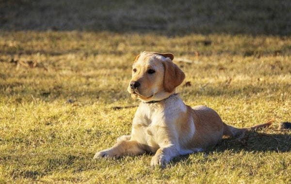 Golden Retriever lying on the grass