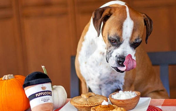dog salivating over food