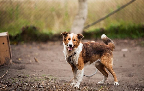 senior dog standing outside near a fence