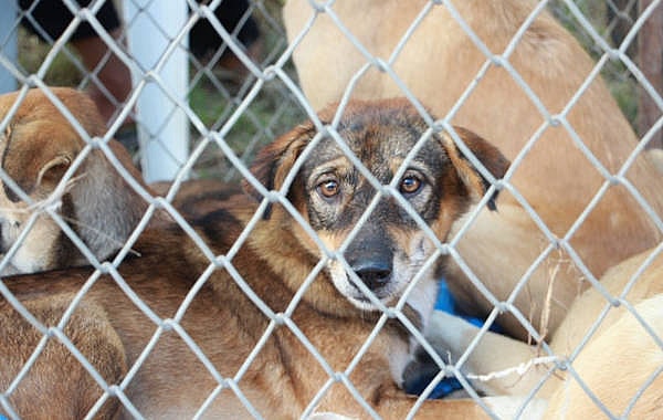 older dog looking through a fence