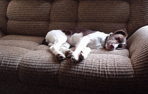 senior dog sleeping on a couch