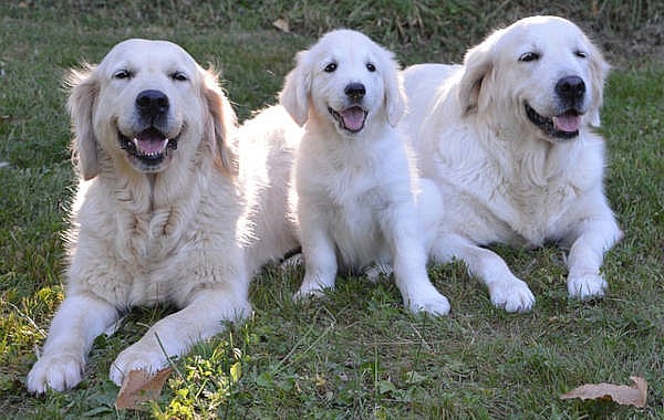Three Golden Retrievers lying on green grass