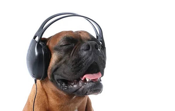 a dog with headphones listening to music