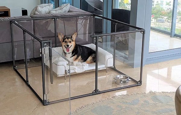 dog relaxing at its dog zone