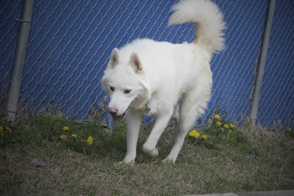 Adoption Heartbreak: The Dogs Who Didn't Make It Out This Weekend