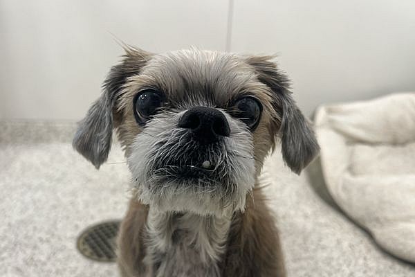 Wicket - Shih Tzu