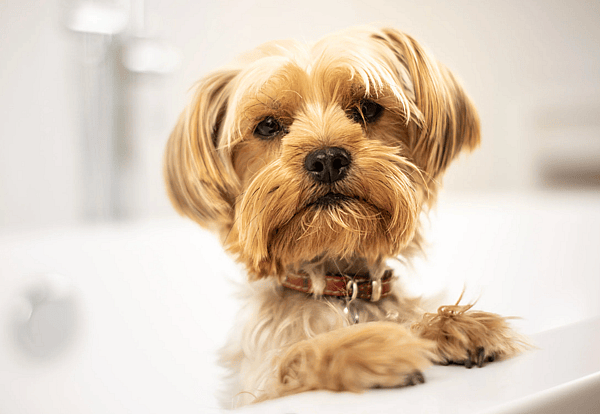 cute dog. Classic Dog Names That Begin With F