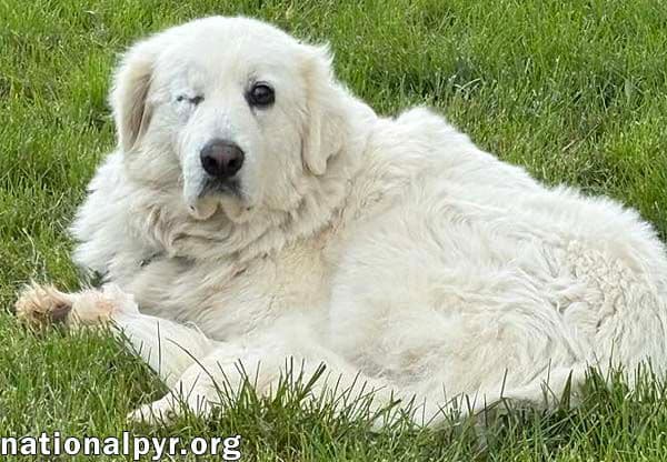 Dori in KY - Very Well Behaved & Sweet! - Great Pyrenees