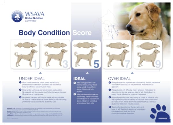 BSC chart for dogs