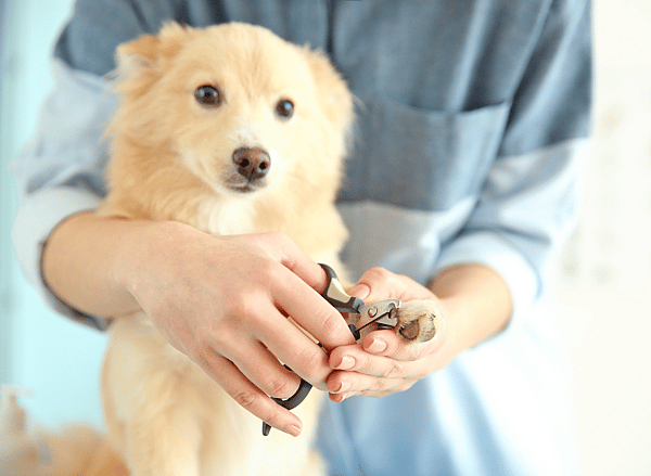 Grooming Your Dog - nail trimming