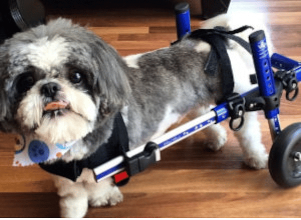 Shih Tzu’s Lifespan