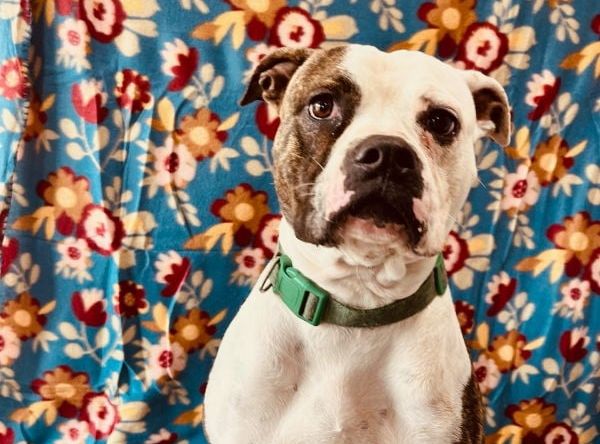 Dalilah - Boxer